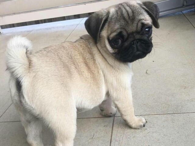 PUG!