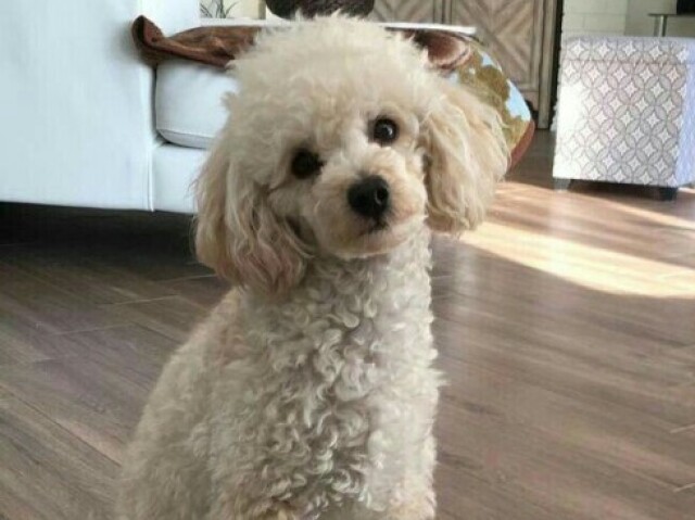 POODLE!