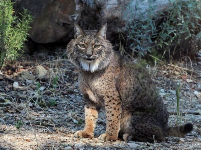 LINCE IBERICO