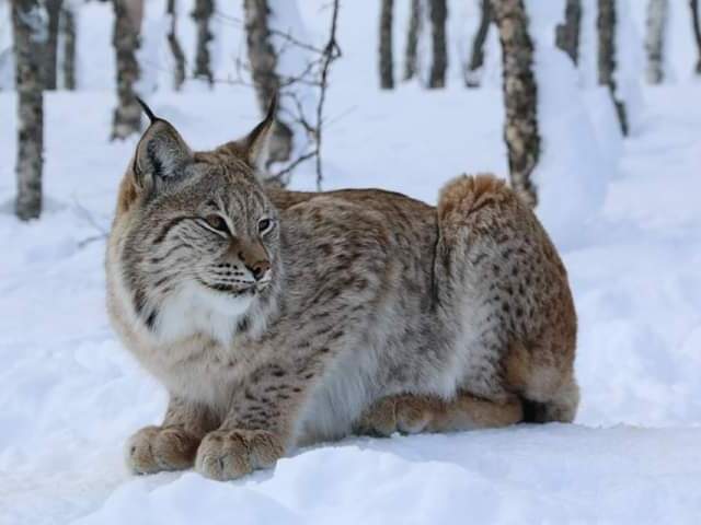 LINCE EUROASIATICO