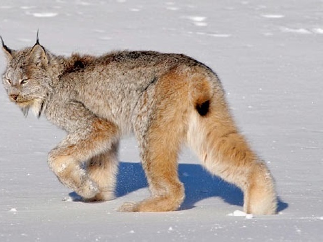 LINCE CANADENSE