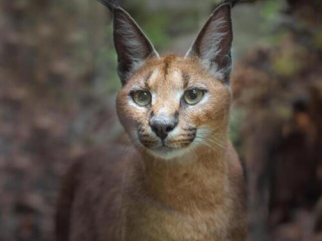 CARACAL