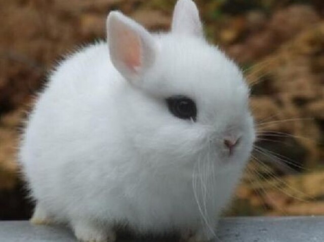 Coelhinho🐇
