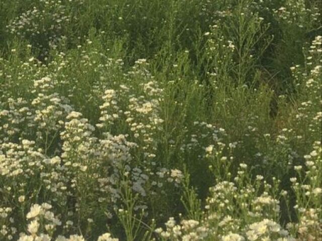 🌸Qual é seu aesthetic? 🌸