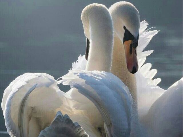 Cisne