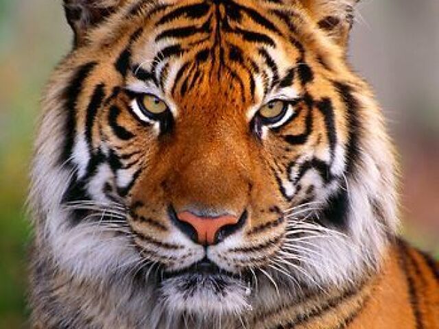 Tigre