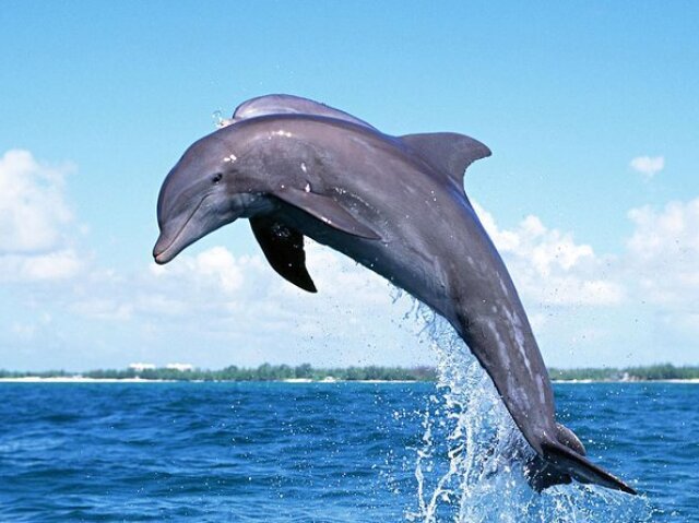 Dolphin