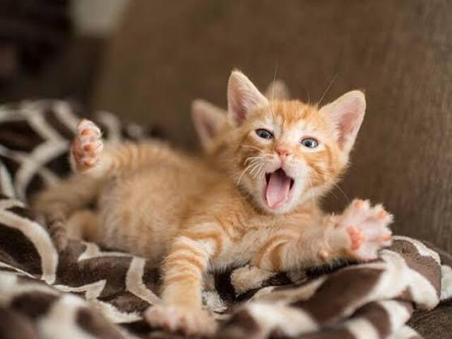 Gato