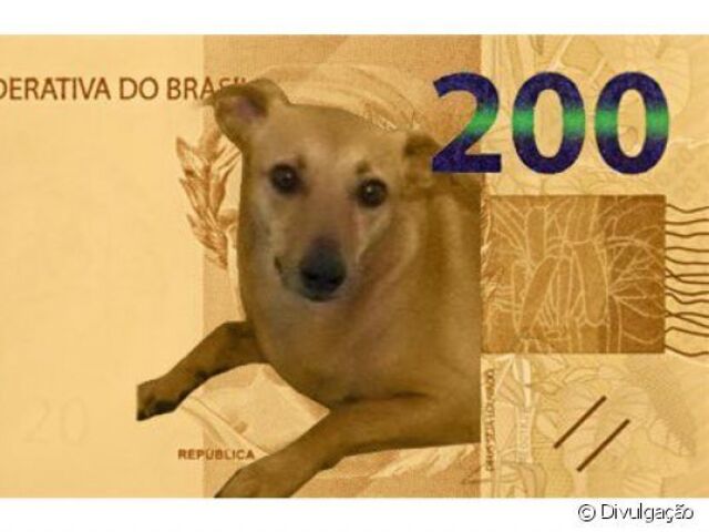 Cachorro