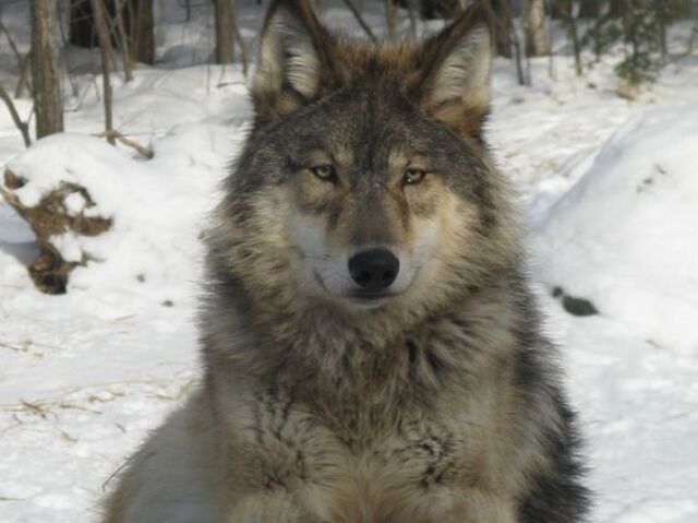 lobo