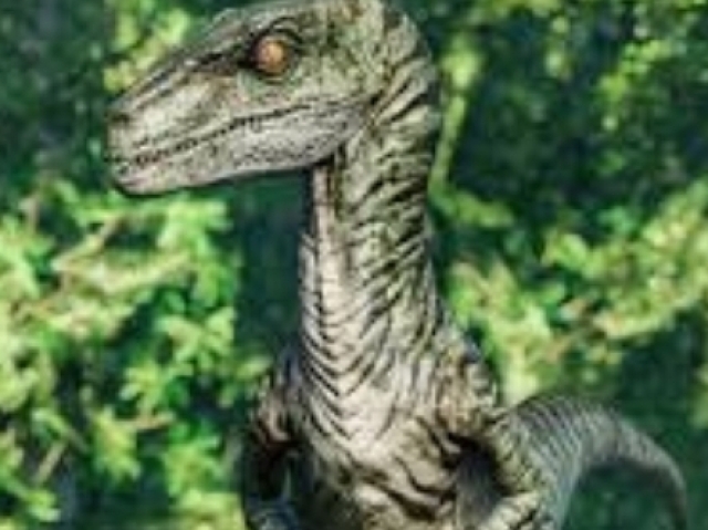 Velociraptor