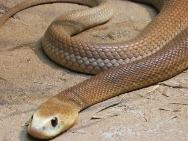 Taipan do Interior, a cobra com o veneno mais potente do mundo, consegue matar 100 homens em 10seg