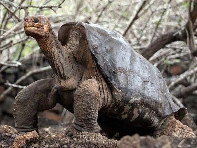 Tartaruga-das-galápagos