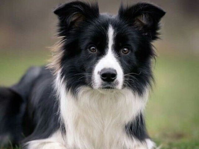 Bolder collie