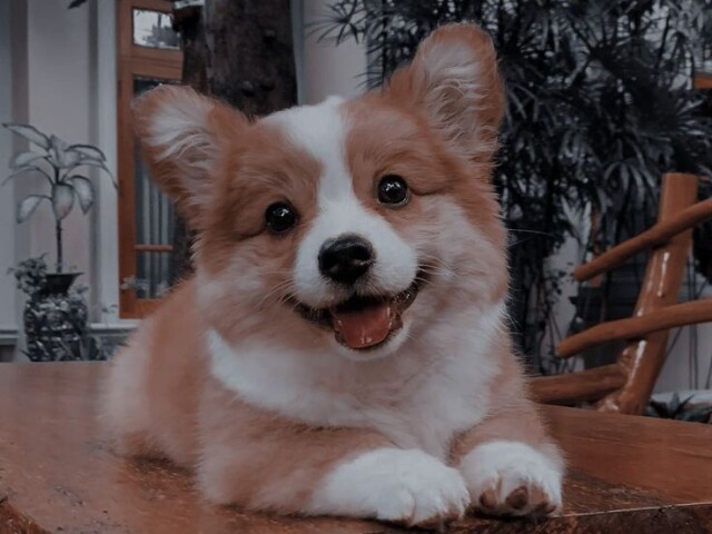 Corgi