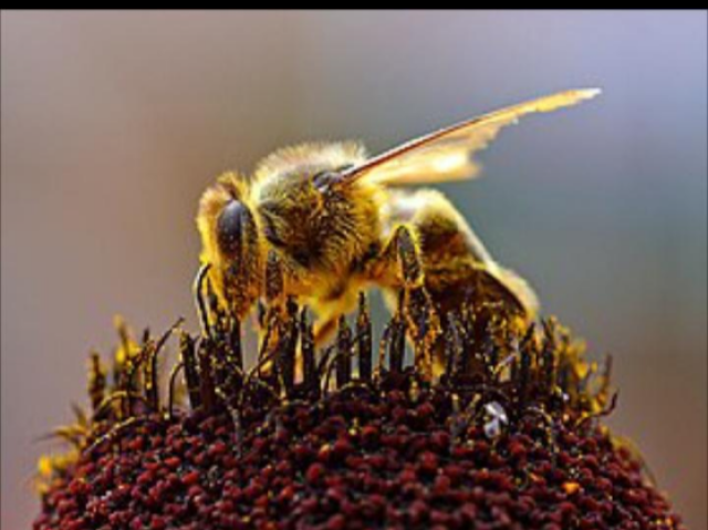 Sim, os riscos climáticos são altos para as abelhas do gênero Bombus, também conhecidas como Zangões, que podem ser extintas em poucos anos.