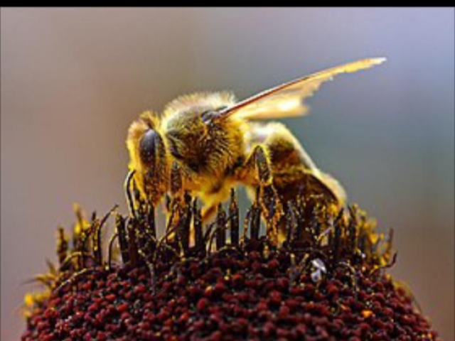 Não, os riscos climáticos não são altos para as abelhas do gênero Bombus, também conhecidas como Zangões. E não estão em riscos de extinção.