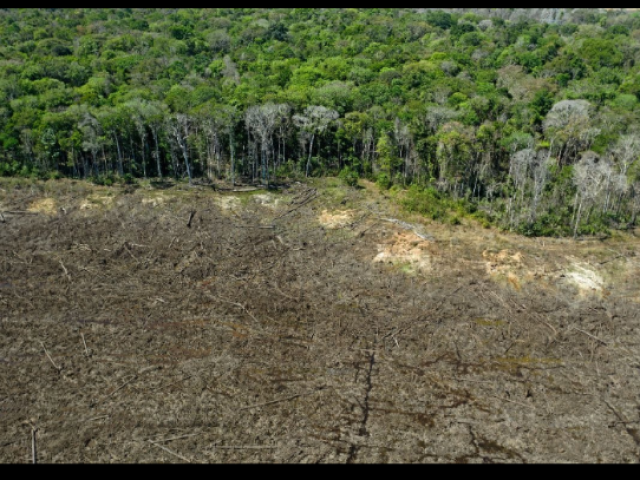 O desmatamento se trata de um processo em que ocorre a retirada de grande parte da cobertura vegetal de uma região.