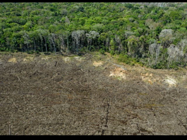 O desmatamento se trata de um processo em que ocorre a retirada de grande parte da cobertura vegetal de uma região.