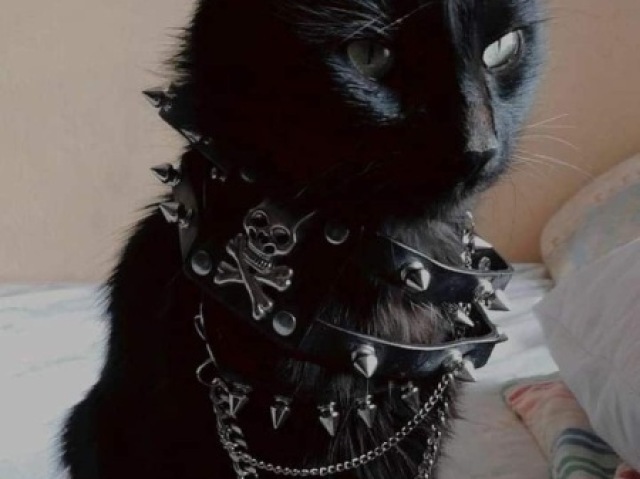 Gato🐈⬛🎱