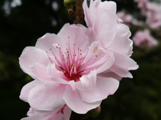 flor de cerejeira