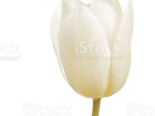 Tulipa