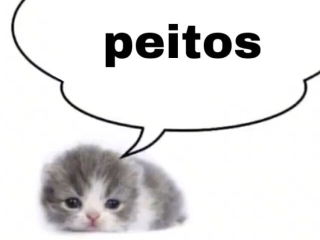 gatinho