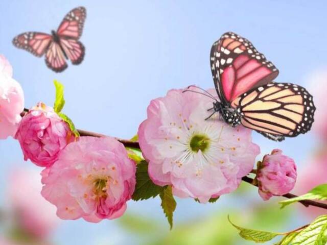 primavera