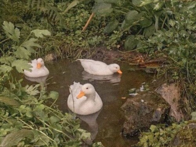 Falar com os patos