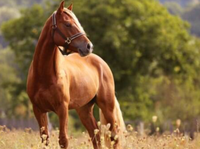 Cavalo