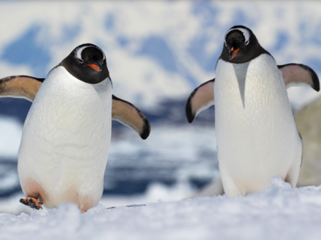 Pinguin