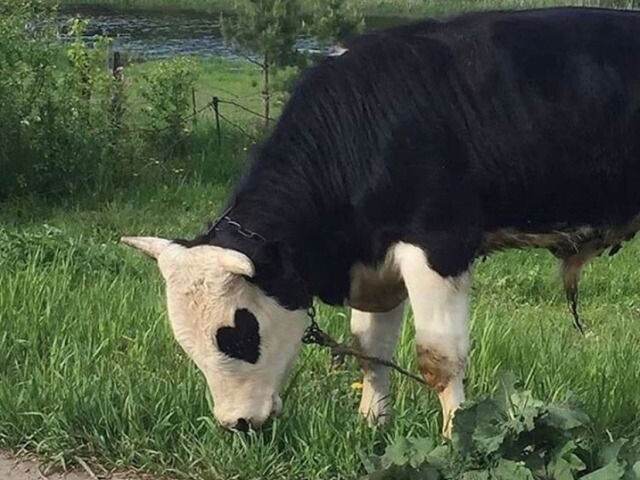 Vaca