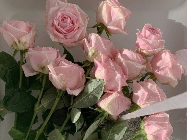 Rosas!