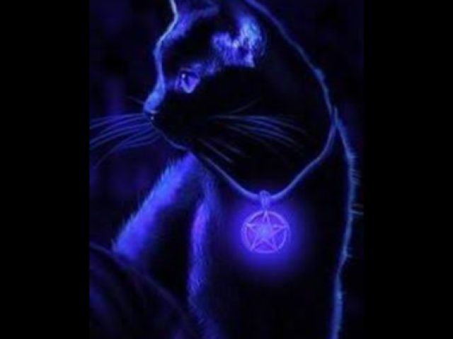 Gato preto