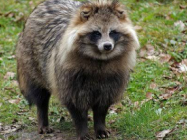 Tanuki