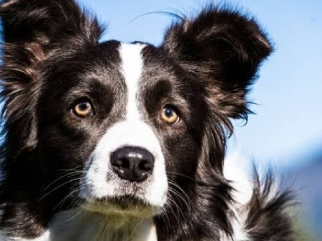 Cão ( boder collie) 3 mil