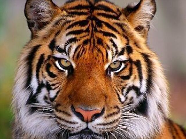 tigre