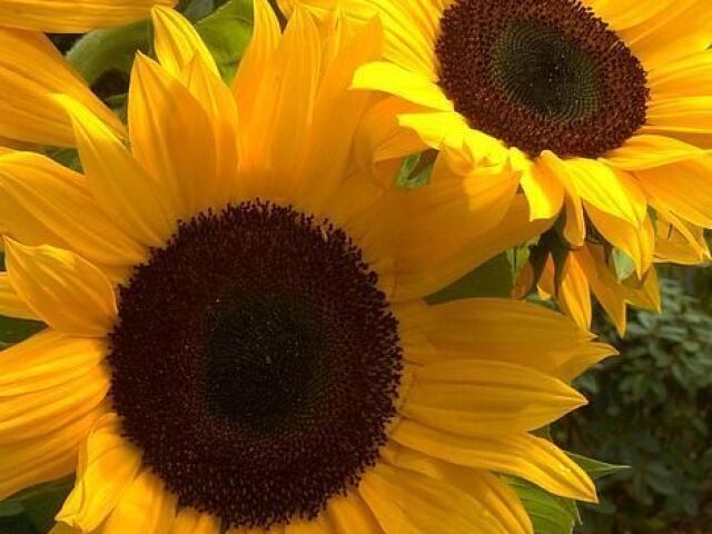 Girasol