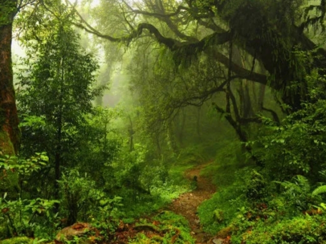 Numa floresta. 
Para nós ficarmos calmos, e escutar o barulho da natureza.