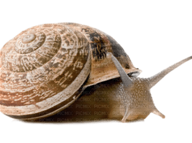 Um caracol estranho