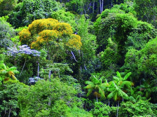 amo todas natureza é meu nome do meio