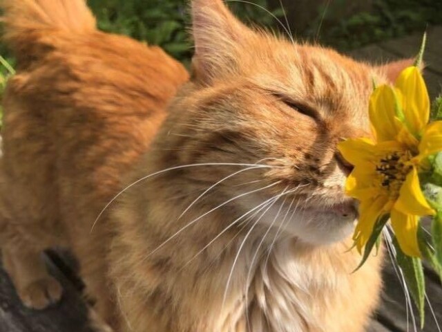 Gatinho florista