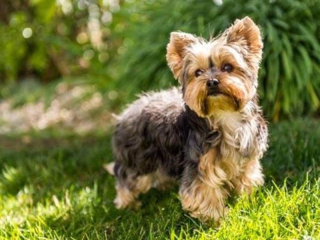 Cachorro
