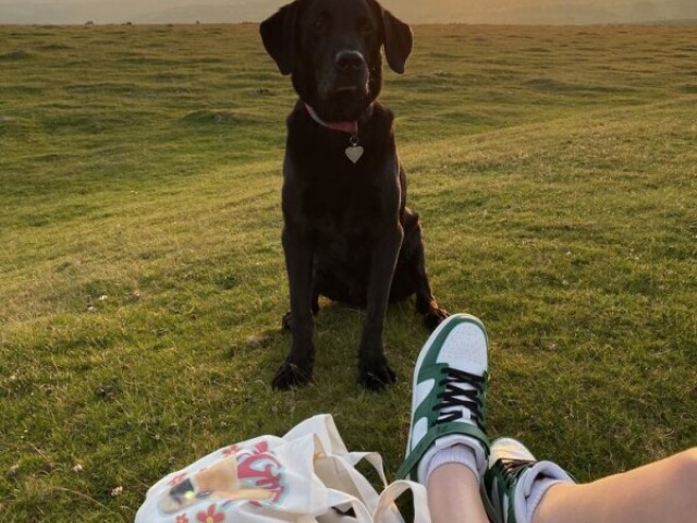 Passear com um cachorro