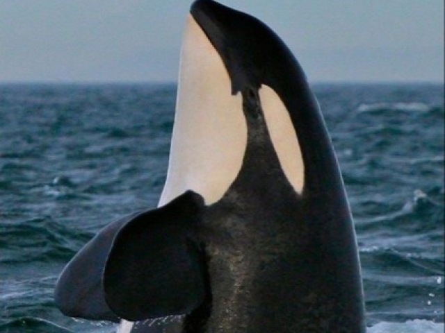 Orca