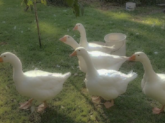 Patos