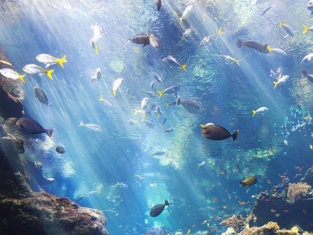 Um lugar com muitos animais e bem conhecido com um barulho calmo dos animais nadando