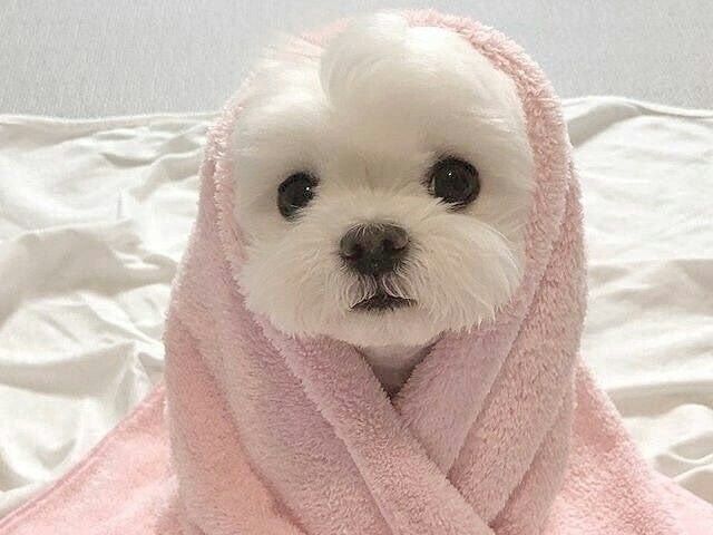 cachorrinho