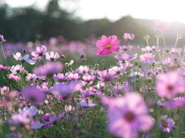 Primavera - Sentir o cheiro das flores, o Amor está no ar!!! 😍