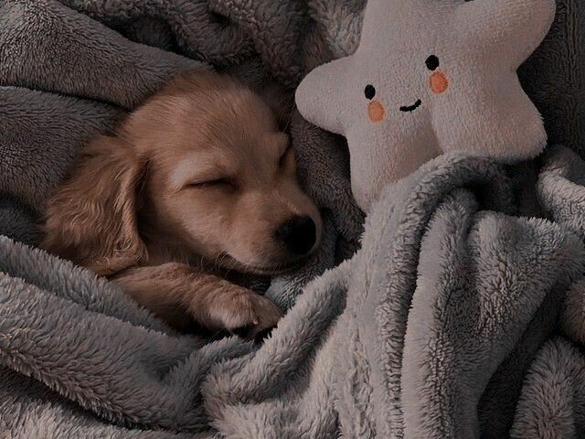 Dog//cadela
